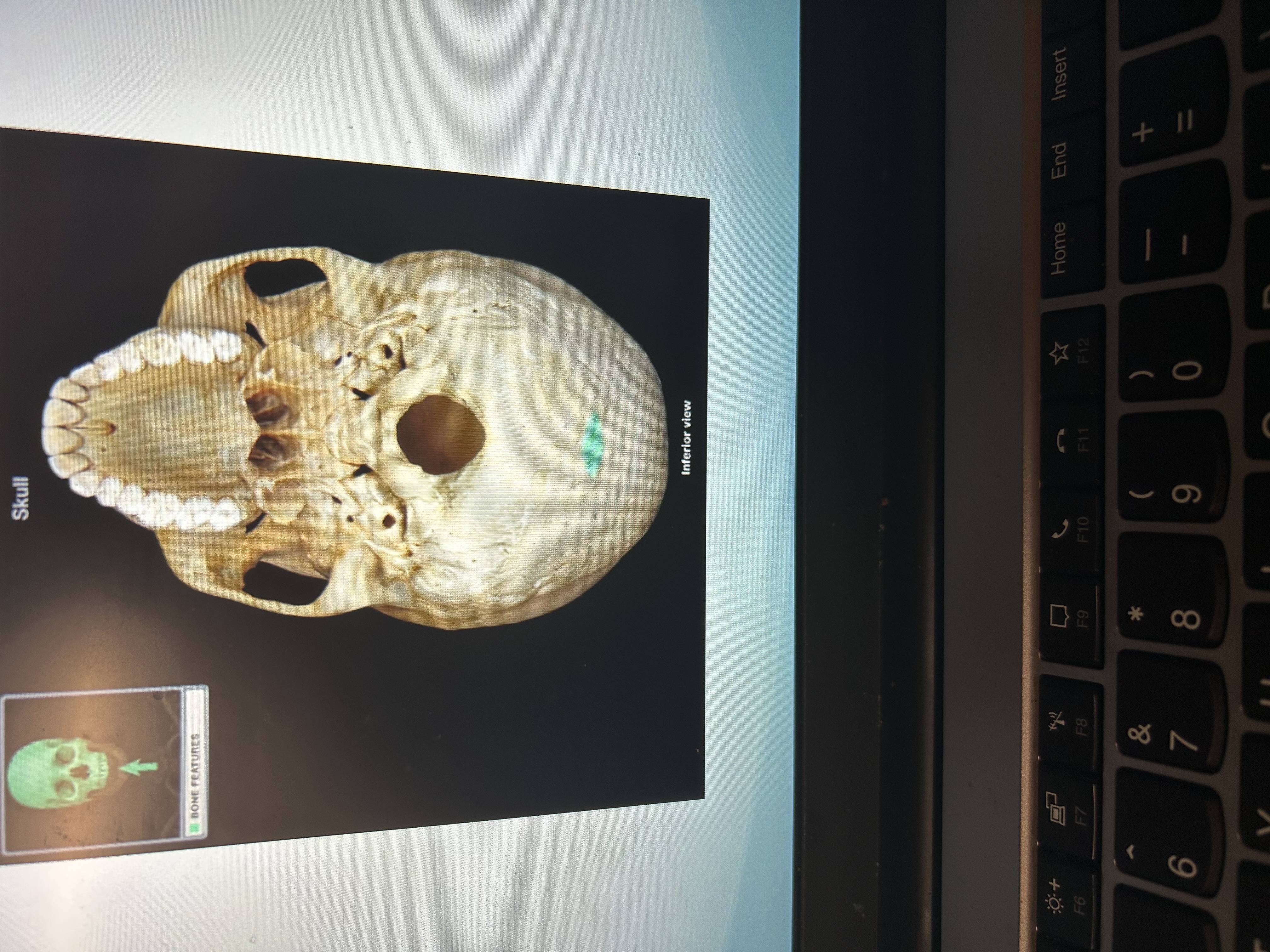 knowt flashcard image