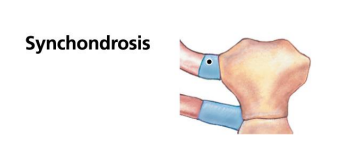 <p>Synchondrosis is?</p>
