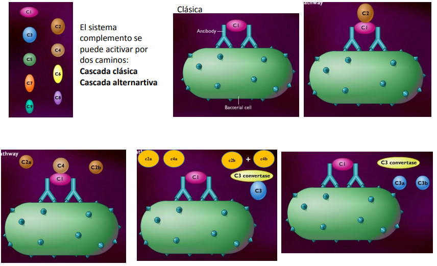 <p>explica la cascada clásica del sistema complemento</p>