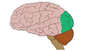 <p>occipital lobes</p>