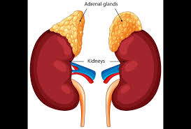 <p>adrenal glands</p>