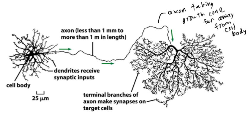 <p>self-assembled using basics of cell migration machinery coordinated with cues from the local microenvironment then need to be maintained</p>