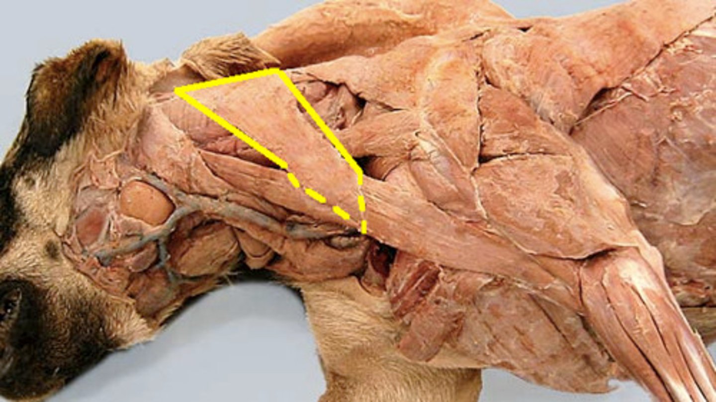 <p>What muscle is this?</p><p>Origin?</p><p>Insertion?</p><p>Function?</p><p>Innervation?</p><p>What larger muscle is this part of?</p>