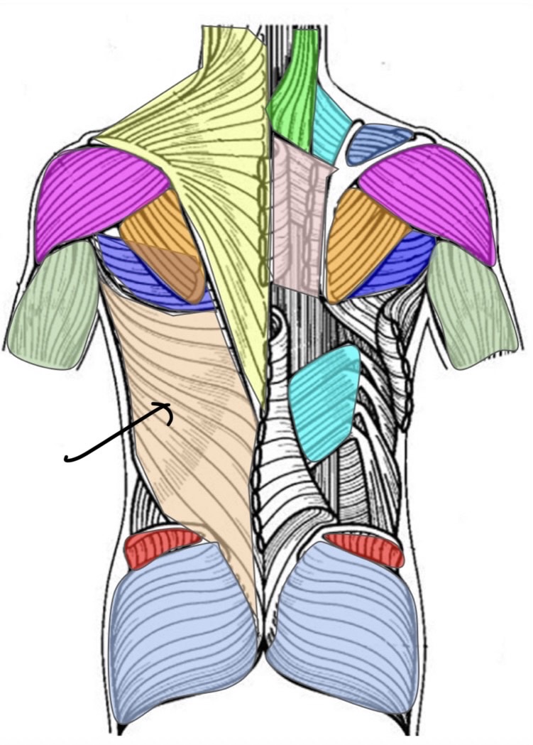 term image
