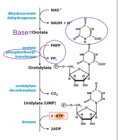 <p>De Novo Synthesis of Pyrimidines continuing from orotate</p>