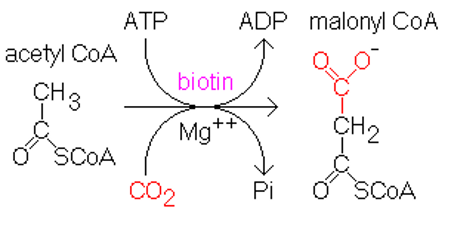 <p>(B) I and II only</p><p>ATP and Biotin are required for Acetyl-CoA Carboxylase to function.</p>