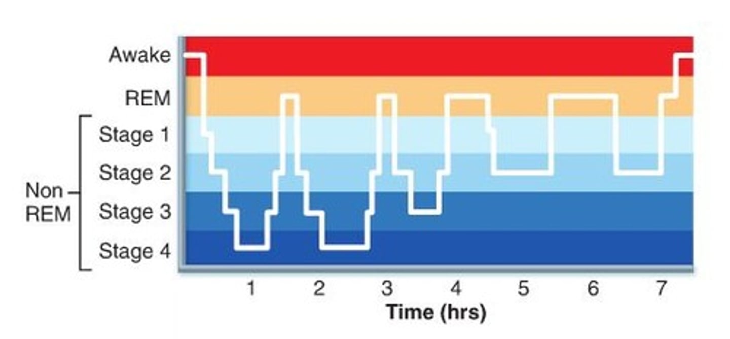 <p>A period of sleep lasting about 90 minutes and including one or more stages of NREM sleep, followed by REM sleep.</p>