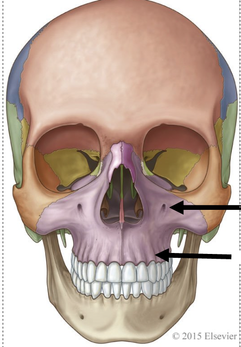 <p>the top arrow points to</p>