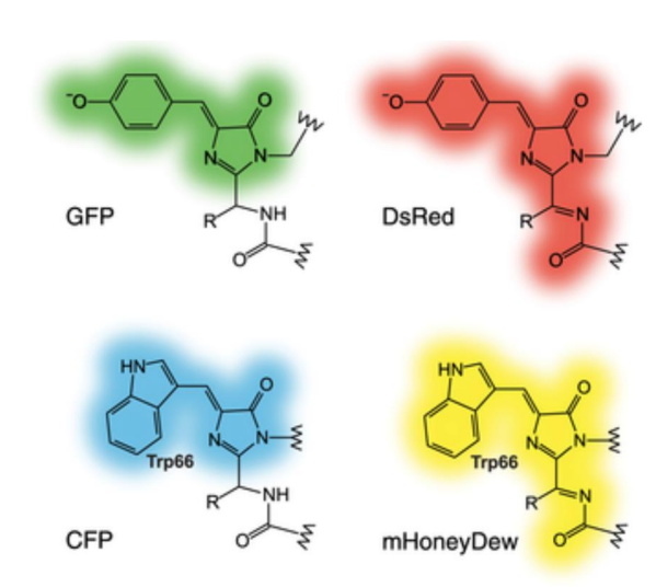 <p>-the longer the UV wavelength absorption</p>