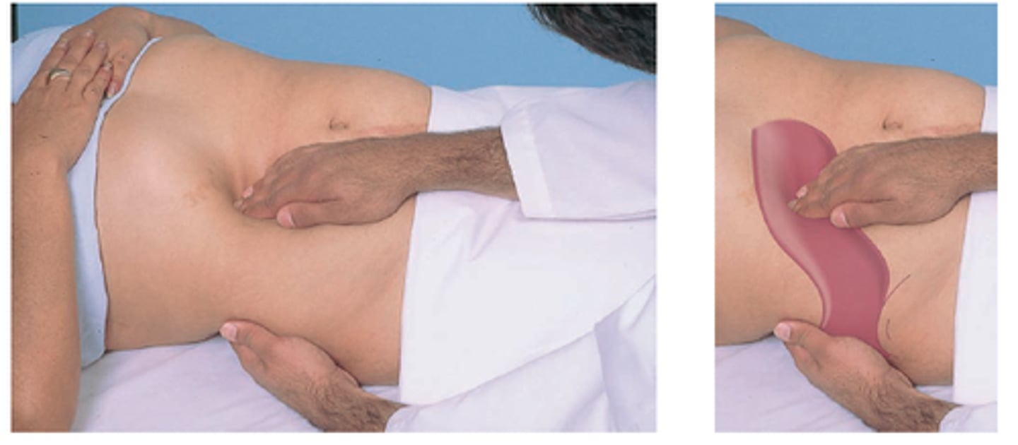 <p>using the left hand to support the back at the level of the 11th and 12th rib, the right-hand presses on the abdomen inferior to the border of the liver and continues to palpate superiorly until the liver border is palpated. Ask the patient to take a DEEP BREATH. This can illicit pain in liver or gallbladder disease and makes it easier to find the inferior border of the liver (the diaphragm lowering during deep inspiration forces the liver downward)</p>
