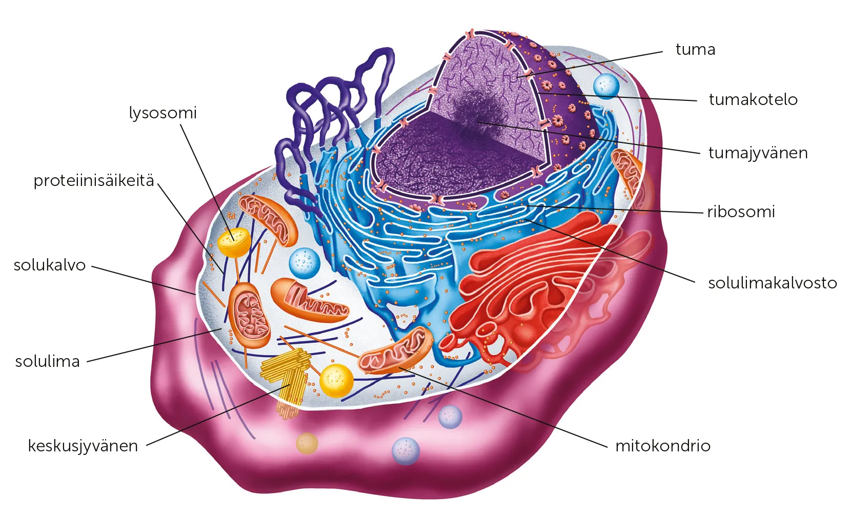 knowt flashcard image