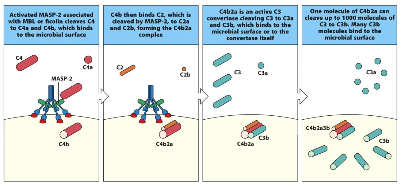 <p>On a fixation sur pathogène des MBL qui vont changer de conformation, qui change donc la conformation de MASP1, qui fixe son substrat MASP2 qui devient enzyme active et clive C4 a et b, b reste associé et permet de cliver C3 (complexe C4bC2a)</p><p>C3 convertase permet clivage C3a et b, les molecules C3b permettent liaison covalente pathogène mais il en reste quelques une qui reste fixé avec C4b-2a pour former C4b2a3b qui permet la fixation de C5 (son substrat) qui va être clivé par une C5 convertase avec C5a qui va devenir soluble et C5b qui reste fixé à la membrane </p>