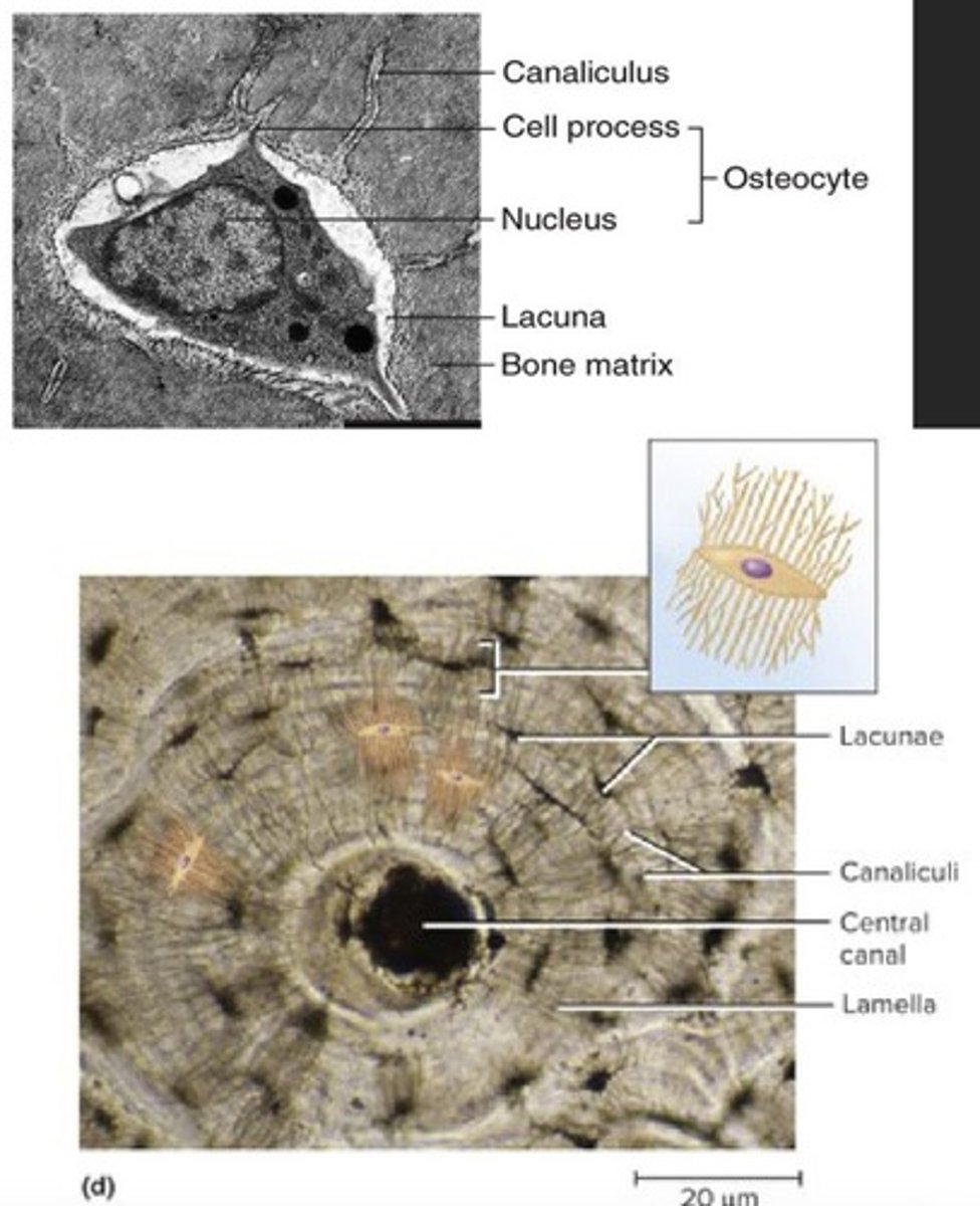 <p>Structural unit of compact bone.</p>