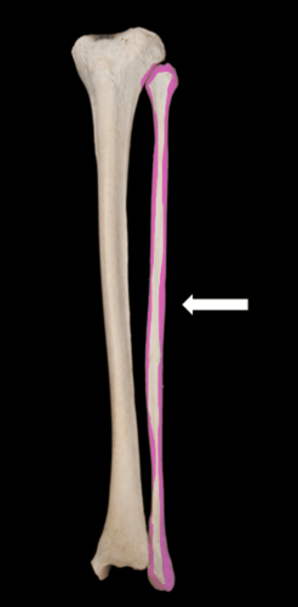 <p>name the bone</p>