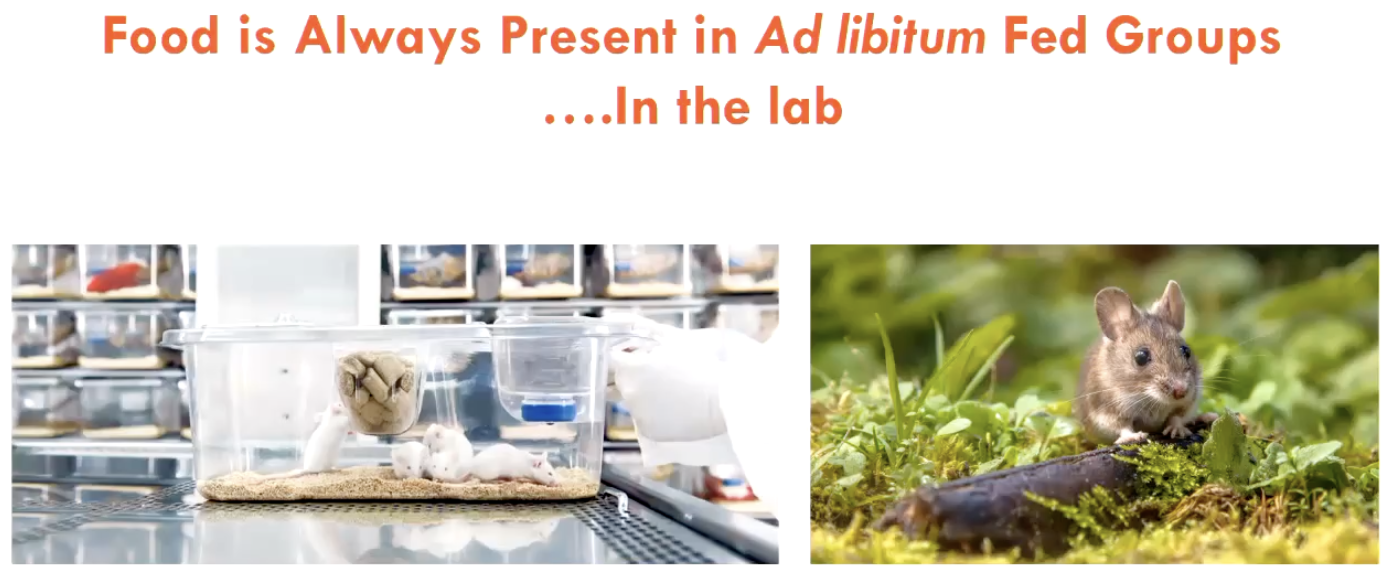 <p>In the lab, <strong>food is always present</strong> in the <em>ad libitum</em> groups → unnatural mimicry of environment</p><ul><li><p>instead of representing a control group, perhaps they are overweight due to constant food availability</p></li></ul><p>In the lab, all food is given at <strong>one time</strong> (e.g. start of day) → long fasting period</p><ul><li><p>creates confusion b/w mechanisms of intermittent fasting OR calorie restriction</p></li><li><p>IF is usually the mechanism that is required for life extension in animals</p></li></ul><p></p>