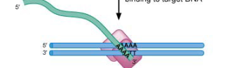 <p>Poly A tail guides transposon to target DNA and anneals to form DNA/RNA hybrid </p>