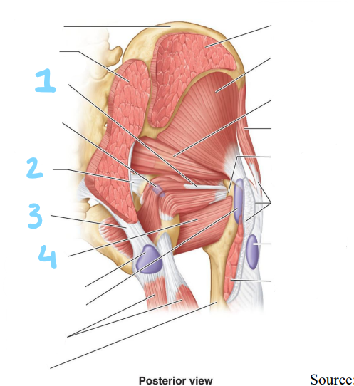 <p>identify structures 1-4</p>