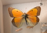 <p>name the family and a diagnostic feature</p>