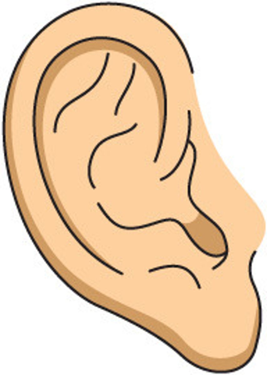 <p>(Outer) ear</p>