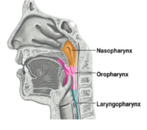 <ul><li><p><strong>bolus</strong> passes through this passageway (bolus is softened food from chewing)</p></li><li><p>also known as throat </p></li></ul><p></p>