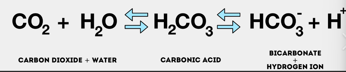 <ul><li><p><strong>More H+ ions:</strong> The solution is acidic (pH is low).</p></li><li><p><strong>Fewer H+ ions:</strong> The solution is basic (pH is high).</p></li></ul><p></p><p>CO2 + H2O → H2CO3 → HCO3- + H+</p><p>The bicarbonate-carbonic acid system acts as a buffer to keep your body's pH level within a healthy range.</p><ul><li><p>It helps neutralize excess acids or bases to maintain that balance</p></li></ul><p></p><p></p>