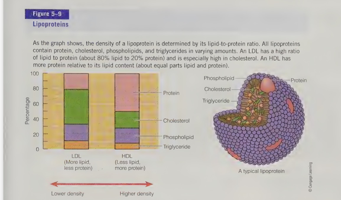 <ol><li><p>chylomicrons</p></li><li><p>very low density lipoprotein (VLDL)</p></li><li><p>low density lipoprotein (LDL)</p></li><li><p>high density lipoprotein (HDL)</p></li></ol><p>LDL are larger, lighter, and richer in cholesterol while HDL are smaller, denser and packaged with more protein</p><p></p>
