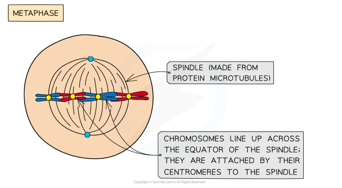 <ul><li><p><strong>Spindle fibres attach</strong> to the <strong>centromere</strong> of each chromosome</p></li><li><p>This attaches the chromosomes to each centriole, and they line up along the <strong>equator</strong></p></li></ul><img src="https://knowt-user-attachments.s3.amazonaws.com/eb3ddc77-526e-437b-b5f1-1c12043ff786.png" data-width="25%" data-align="left"><p></p>