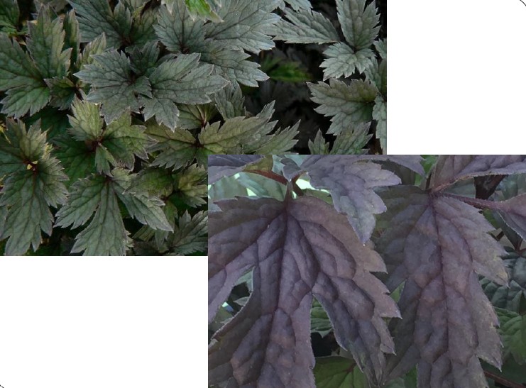 <ul><li><p>NON-NATIVE FROM ASIA</p></li><li><p>BLOOMS IN THE FALL</p></li><li><p>Tripinnate foliage, dark green, irregularly toothed</p></li><li><p>Creamy white color flowers on wand-like raceme</p></li><li><p>4-6 ft height, with flower stalk 8 ft</p></li><li><p>Part to full shade, well drained soil, keep soil moist or else foliage browns</p></li><li><p>Bugbane refers to insect repellent</p></li><li><p>Deer resistant</p></li><li><p>NWPL: NL</p></li></ul><p></p>