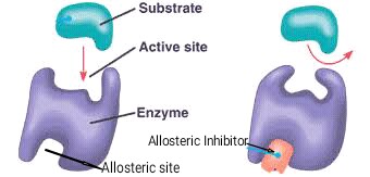 <p><span style="font-family: Arial, sans-serif">A site on an enzyme or a regulatory protein where a molecule can bind noncovalently and affect the function at a second site, such as the active site on an enzyme or a DNA-binding site on a repressor protein.</span></p><p><span style="font-family: Arial, sans-serif">At a location outside the active site</span></p>