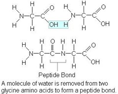 <p>When two amino acids join they form a dipeptide. In a dipeptide, the carboxyl group of one amino acid combines with the amino group of another amino acid.</p>