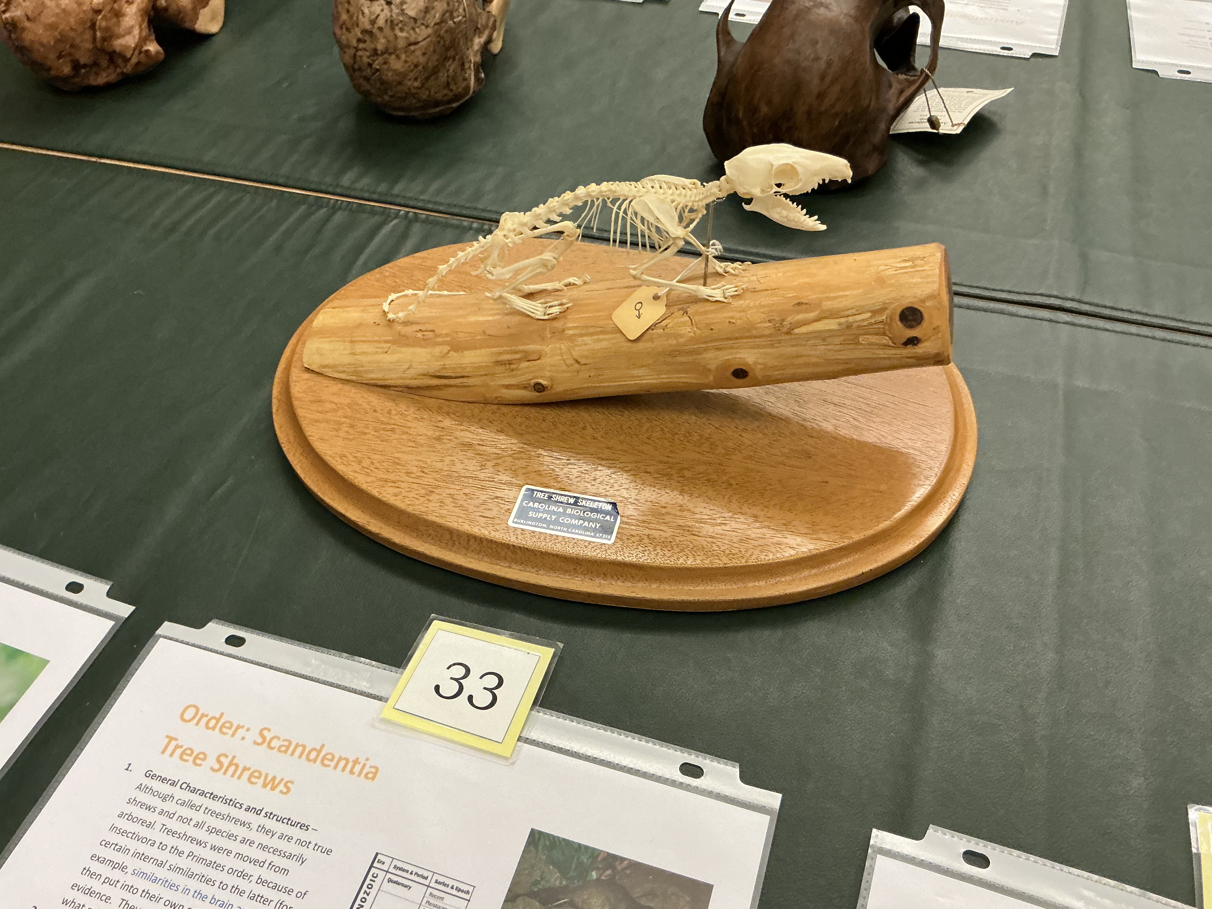 <p>What order are tree shrews? What do they have in common with primates? Used for what kind of studies?</p>