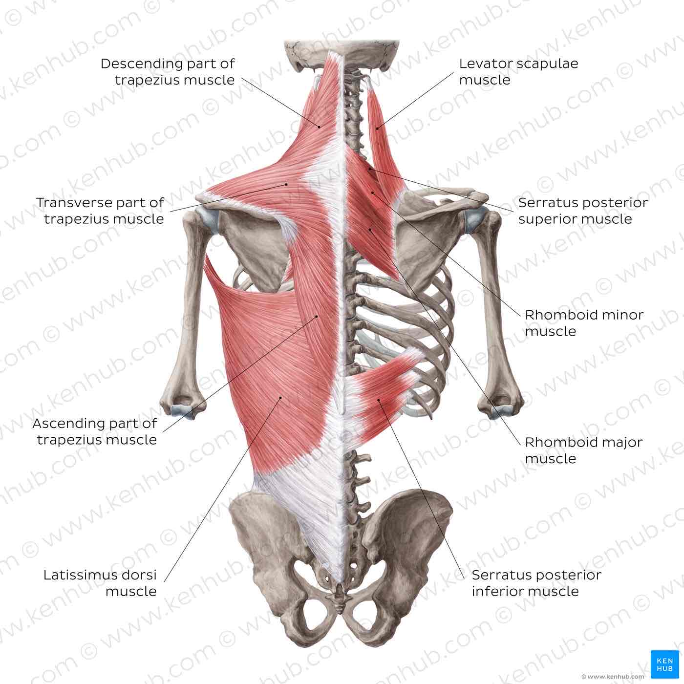<p>Trapezius muscle</p>