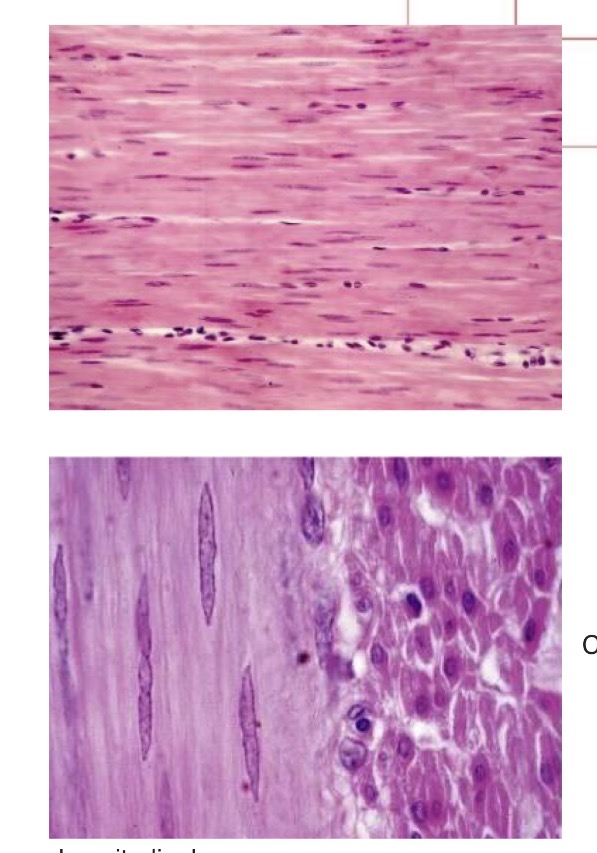 <p>Spindle shaped with an elongated nucleus</p><p>Endomysium between musce cells</p>