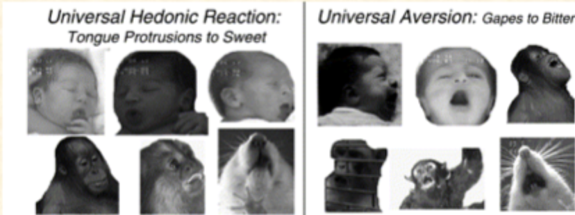 <p><strong>universal hedonic reactions</strong></p><ul><li><p>At a very basic level, facial expressions can be used to assess hedonics</p></li><li><p>If you give an infant sugar water, they will make a face of pleasure, and if you give them something bitter, they will make a face of displeasure</p><ul><li><p>This is also true of animals such as rats</p></li></ul></li><li><p>This method can be helpful in determining what they like and dislike, but practically difficult as rats move fast</p><ul><li><p>may need to video their reaction and slow it down to truly see</p></li></ul></li></ul><p>This is not practical</p><p></p><p>however if you look at lick cluster sizes, this is far more practical</p><ul><li><p>John Davis in 70s investigated this and found that the mean size of lick clusters is directly related to what the rats are drinking</p></li><li><p>This can be used as an assessment for an animal model of depression</p></li></ul><p></p><p>Depression is a very common, and in severe cases, resistant illness that hasn’t had new drug treatments in years. One of the best ways to find a new development in the treatment of it is to find a good animal model</p><p></p><p><strong>leon festinger’s work </strong></p>