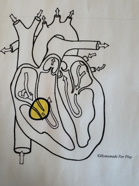 <ul><li><p>Between the right atrium and right ventricle</p></li></ul><p></p>