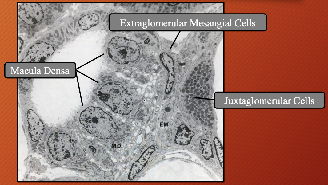 <p><strong><u>What type of cells:</u> </strong><span style="color: #6b00ff"><strong>Polissen</strong></span><strong> </strong>and <span style="color: #6b00ff"><strong>lacis</strong></span><strong> </strong>cells</p><p><strong><u>Location:</u> </strong><span style="color: #6b00ff"><strong>Between macula densa </strong></span>and <span style="color: #6b00ff"><strong>arterioles</strong></span><strong> </strong></p><p><strong><u>Continuous from:</u></strong><span style="color: #6b00ff"><strong> Intraglomerular mesangial</strong></span><strong> </strong>cells</p><p><strong><u>Function:</u> </strong><span style="color: #6b00ff"><strong>Reserve cells </strong></span>for <span style="color: #6b00ff"><strong>juxagloemerular cells </strong></span></p><p></p>
