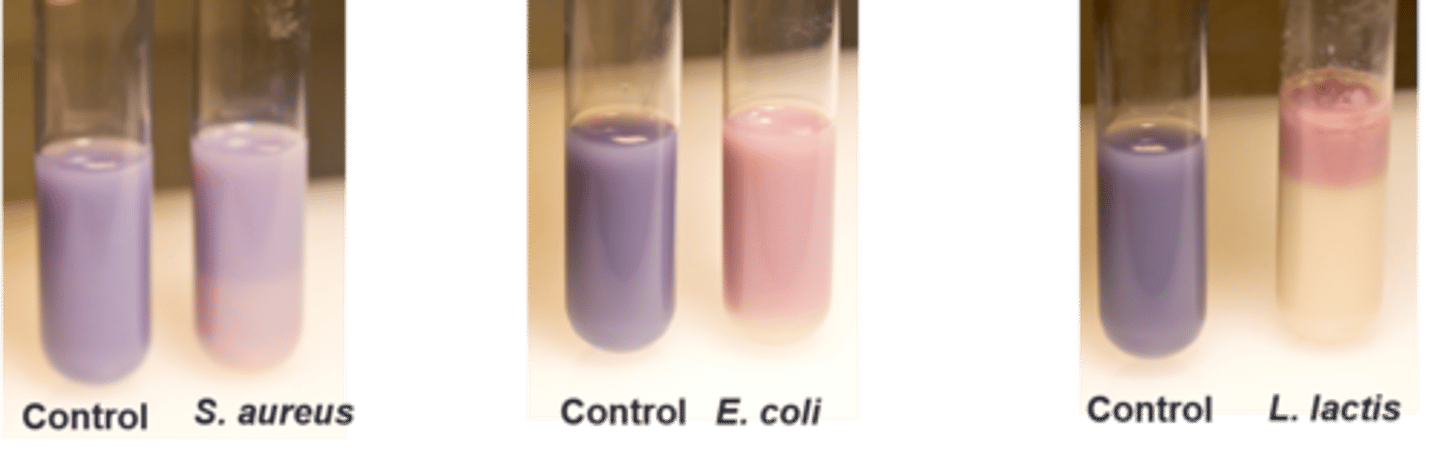 <p>These are examples of a(n)</p>