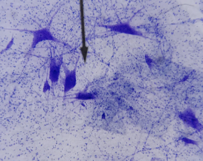 <p>What tissue is this</p>
