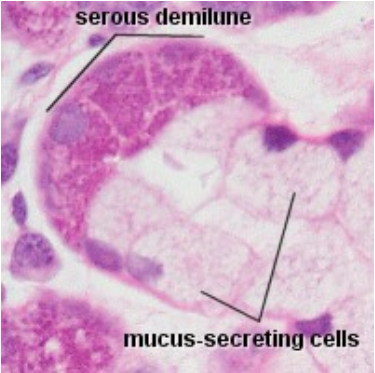 <p>What are the features of mucous and serous cells in mixed glands?</p>