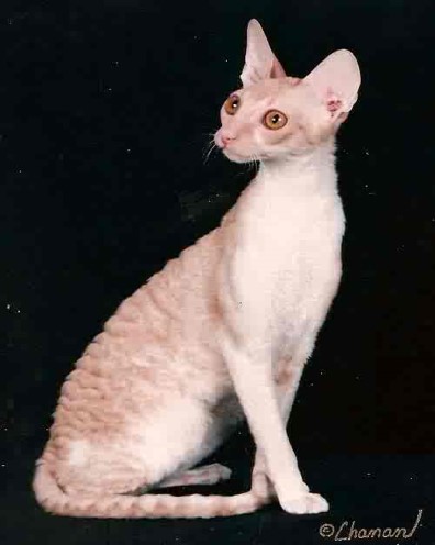 term image
