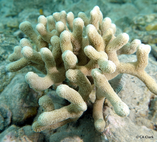 <p>Finger coral (<em>Porites</em>)</p>