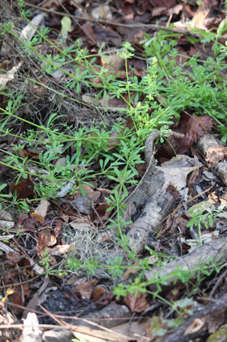 <p>what is the name of the (sticky) plant pictured here?</p>