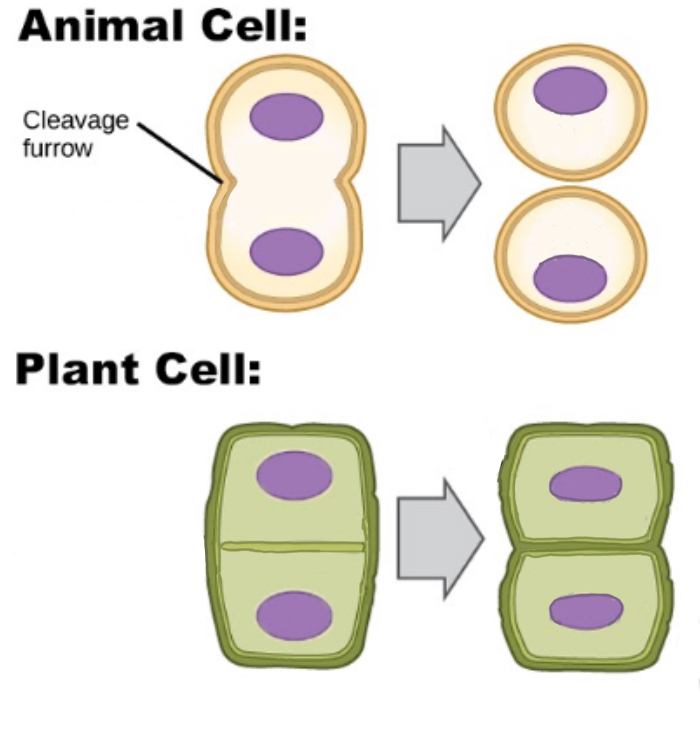 <ul><li><p>In animal cells, the <strong>cell membrane </strong>pinches and <strong>cleaves</strong>, dividing the cell into two </p></li><li><p>In plant cells, the cell membrane and <strong>cell wall </strong>form so that the two new cells still remain connected</p></li></ul>