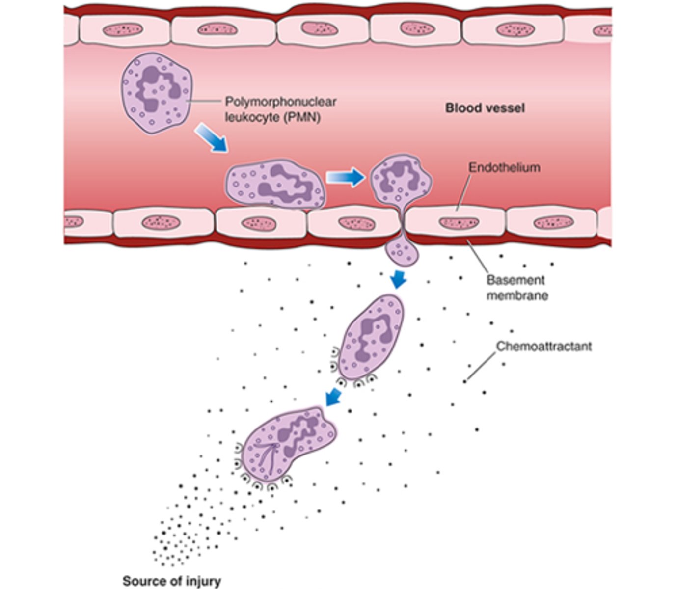 <p>Involves white blood cells leaving the circulatory system, moving to the site of injury, and becoming activated</p>