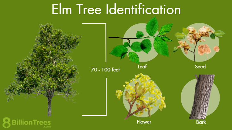 <ul><li><p>Field Identification Characteristics</p><p><strong>Vegetative</strong></p><ul><li><p>Massive trunks with arching branches; slender twigs</p></li><li><p>Alternating oval leaves; serrated</p></li><li><p>Bark gray and deeply furrowed in scaly ridges</p></li></ul><p><strong>Floral</strong></p><ul><li><p>Seed encased in flat, papery hull edged in hairs</p></li><li><p>Flat, papery round fruits</p></li></ul></li><li><p>Leaf and Stem Characteristics</p><ul><li><p><strong>Plant Height:</strong> 80-foot diameter, 120-foot height</p></li><li><p><strong>Leaves:</strong> Alternate, simple, ovate-oblong, 3-6 inches long, 1-3 inches wide, unequal at base, doubly serrate</p></li><li><p><strong>Growth Form:</strong> Tree&nbsp;</p></li><li><p><strong>Leaf Type:</strong> Simple&nbsp;</p></li><li><p><strong>Leaf Arrangement:</strong> Alternate</p></li><li><p><strong>Leaf Blade Edge:</strong> Double-serrated</p></li><li><p><strong>Leaf Blade Length:</strong> 7-15 centimeters</p></li></ul></li><li><p>Floral Characteristics</p><ul><li><p><strong>Petal Number</strong>: 0</p></li><li><p><strong>Flower Color:</strong> Green or reddish&nbsp;</p></li><li><p><strong>Flower Timing:</strong> March-April</p></li><li><p><strong>Fruit Type:</strong> Samara</p></li><li><p>Field Identification Characteristics</p><p><strong>Vegetative</strong></p><ul><li><p>Large deciduous tree with arching branches</p></li></ul></li><li><p>Leaf and Stem Characteristics</p><ul><li><p><strong>Plant Height:</strong> 80-120 feet</p></li><li><p><strong>Growth Form:</strong> Tree</p></li></ul></li><li><p>Floral Characteristics</p><ul><li><p><strong>Petal Number:</strong> 0</p></li><li><p><strong>Fruit Type:</strong> Samara </p></li></ul></li></ul></li></ul><p></p>