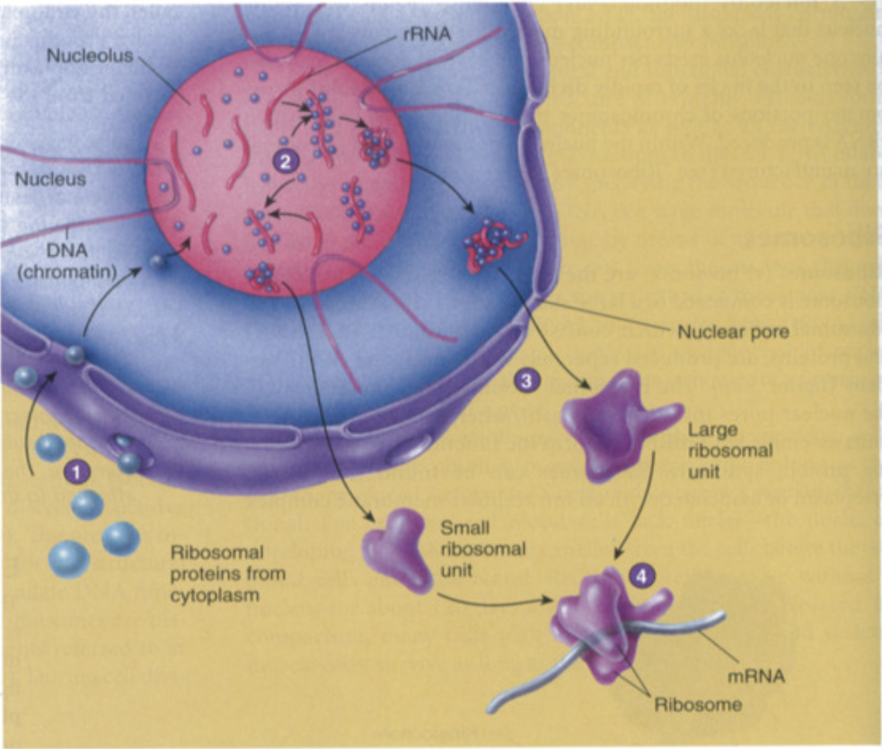 <p>function: forms complex with ribosomal proteins to form <strong>ribosomal subunits</strong></p><p>synthesis of ribosomal subunits </p><ul><li><p>ribosomal proteins made in <u>cytoplasm </u>through translation and sent into nucleolus</p></li><li><p><strong>rRNA made in <u>nucleolus </u>+ ribosomal proteins (made in <u>cytoplasm</u>) = ribosomal subunits</strong> (made of both rRNA and proteins)</p></li><li><p>ribosomal subunits (large subunit + small subunit) assembled in nucleolus</p></li><li><p>small + large subunits leave through nuclear pores separately into cytoplasm and only come together during translation </p></li><li><p>in cytoplasm, during translation, small + large subunits combine to create ribosome</p></li></ul><p></p><p></p><p>3 major binding sites of ribosome:</p><ol><li><p>mRNA binding site</p></li><li><p>tRNA binding sites</p></li></ol><ul><li><p>P site: peptidyl tRNA → 1st tRNA binding site </p></li><li><p>A site: aminoacyl → site where tRNA molecule brings new AA</p></li></ul><p></p>