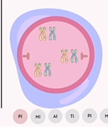 <p>meiosis: prophase 1</p>