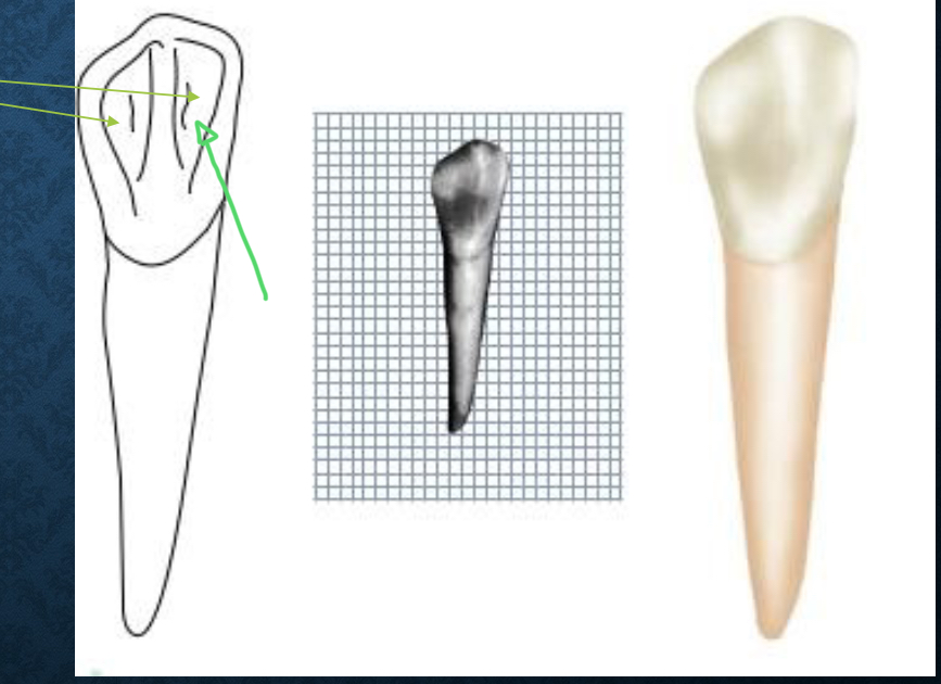 <p>Most anterior teeth have only one. Canines have two</p>