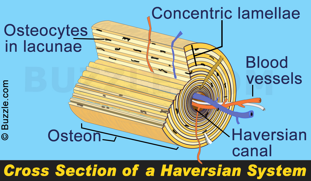 <ul><li><p>opening in the center of an osteon</p></li><li><p>carries blood vessels and nerves</p></li></ul><p></p>