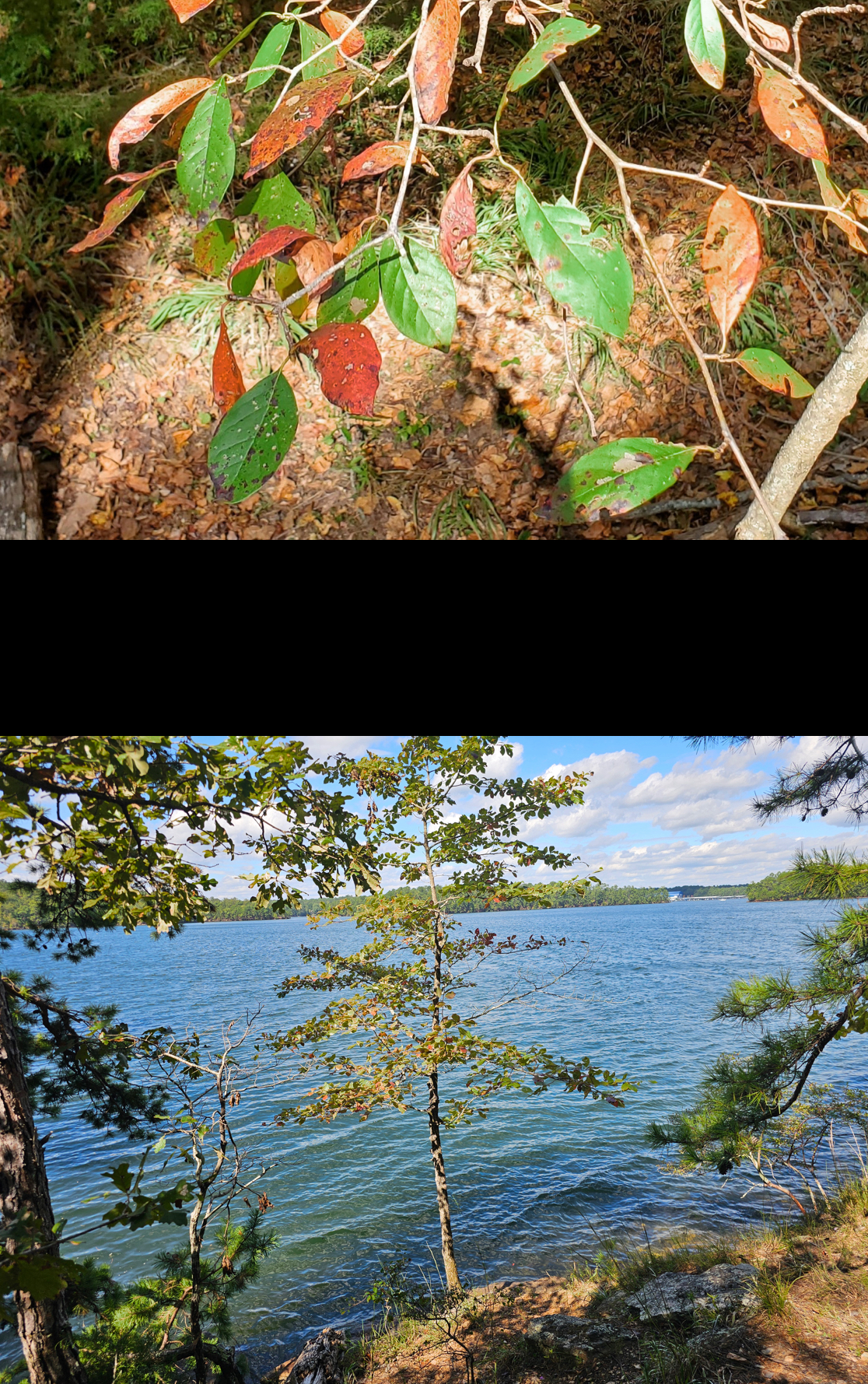 <p>blackgum</p>